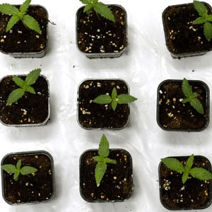8 days cannabis seedling top view
