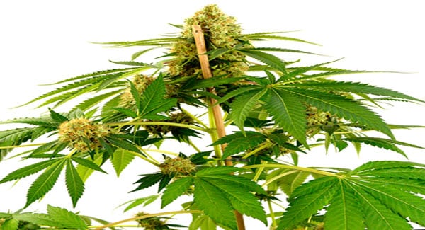 Feminized marijuana plant