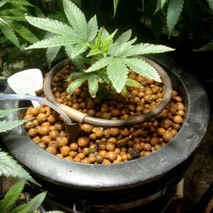 Growing marijuana in Soil and Hydro
