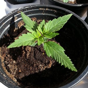 Growing cannabis in Soil