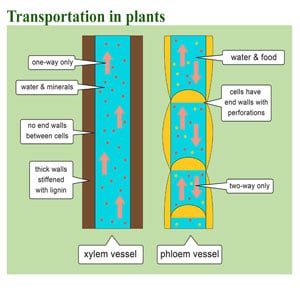 Transportation in the marijuana plant