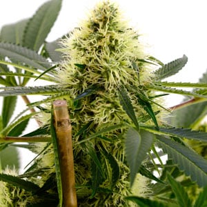 Marijuana plant flowering stage
