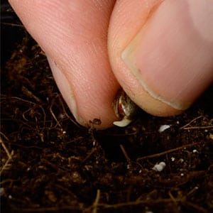 Marijuana Seed Germinating in soil