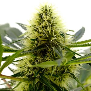 harvesting 6 weeks marijuana bud growth