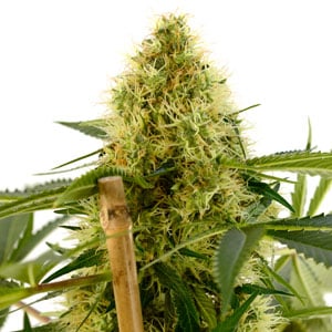 harvesting 7 weeks marijuana bud growth