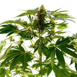 Harvesting 7 weeks indica marijuana bud growth