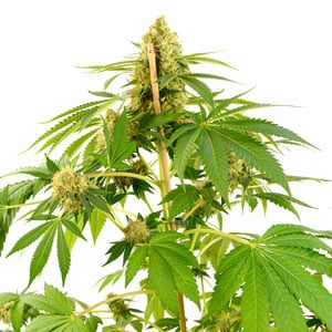 Harvesting 8 weeks indica marijuana bud growth