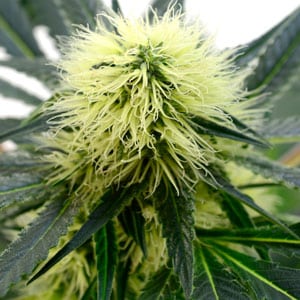 harvesting white widow marijuana bud growth macro
