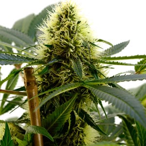 harvesting white widow marijuana bud growth