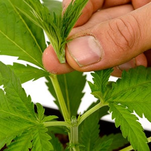 remove main shoot for topping marijuana plant