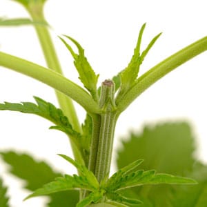 topping marijuana plant day 3