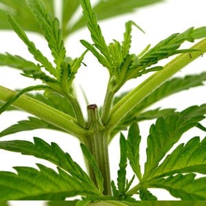 topping marijuana plant day 5