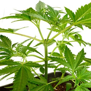 topping marijuana plant day 10