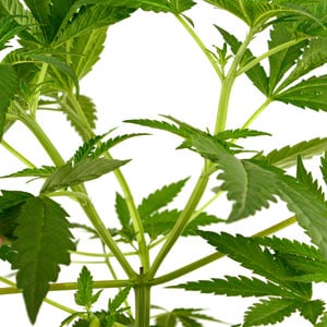 How to top marijuana plant day 14