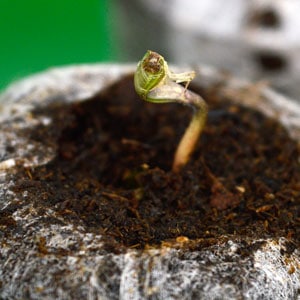 Jiffy germination sprout seedling