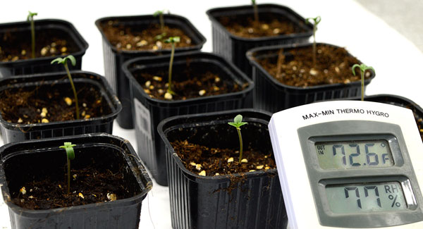 Let the marijuana seedling grow