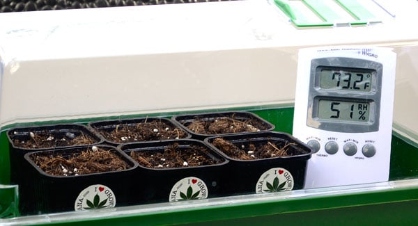Light cycle climate for growing marijuana seedling