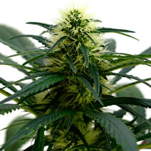 Marijuana flower