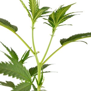 New shoots marijuana plant day 8