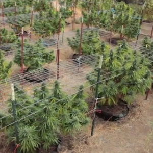 Growing Marijuana Plant Outdoors 