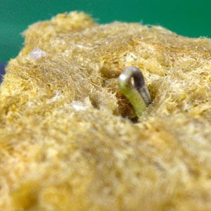 Rockwool germination sprout