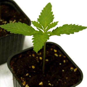 Marijuana seedling in 10 days