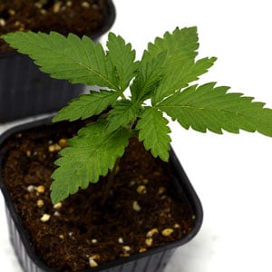 Marijuana seedling in 12 days
