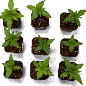 Cannabis seedling in 12 days