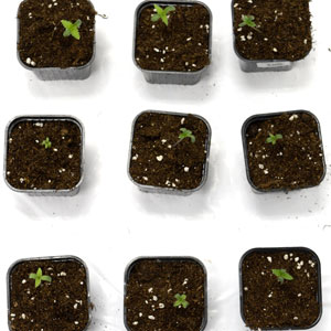 Cannabis seedling in 3 days