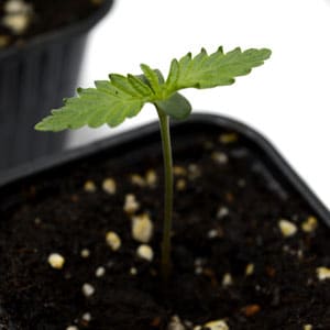 Marijuana seedling in 5 days