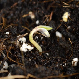 Soil germination sprout seedling