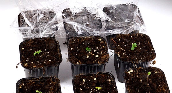 Take the foil off the pot of marijuana seedling