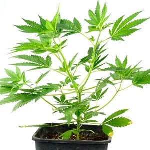 Topping marijuana plant day 12