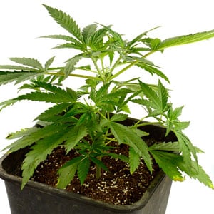 Topping marijuana plant day 7