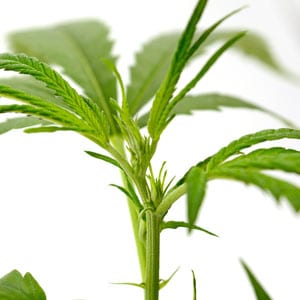 Topping marijuana plant - Select the latest shoot