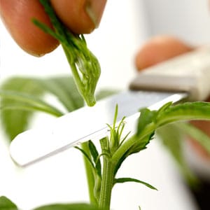 Topping marijuana plant cut