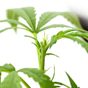Topping marijuana plant result