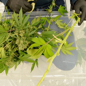 Branches of marijuana plant