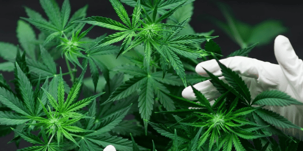 Flowering marijuana plants using bubble buckets
