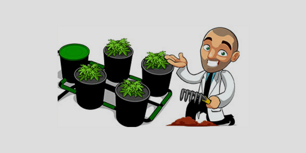 hydro marijuana growing with bubble buckets
