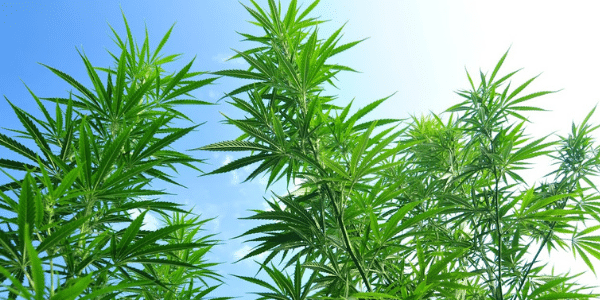 growing marijuana outdoor