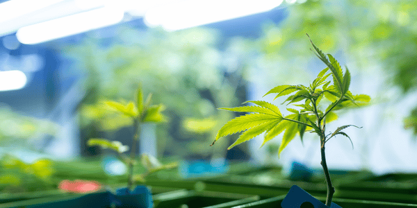 Marijuana growing in closed spaces