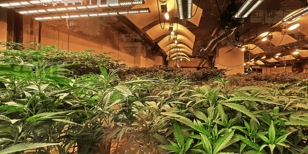 breathing marijuana plant process