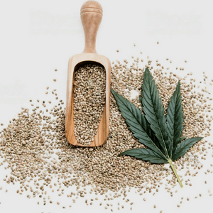 Beginner cannabis seeds