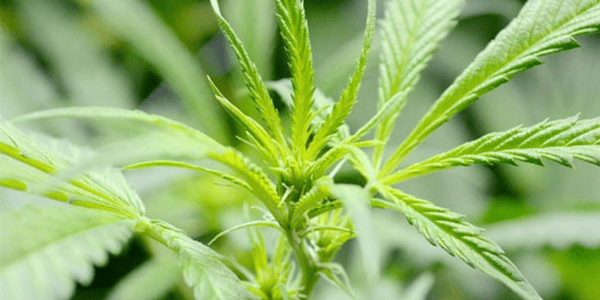 40 days first signs of marijuana flowering