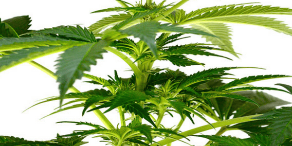 54 days flowering marijuana