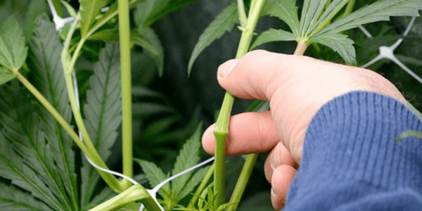 super cropping cannabis plant