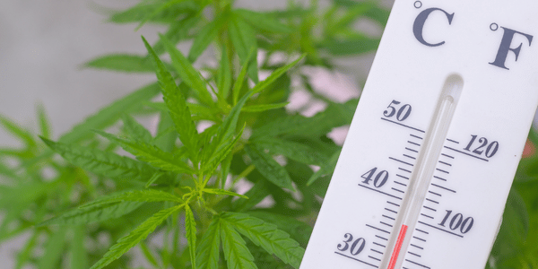temperature for marijuana respiration