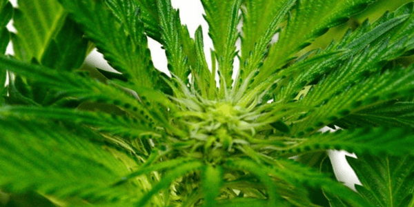 54 days of flowering marijuana