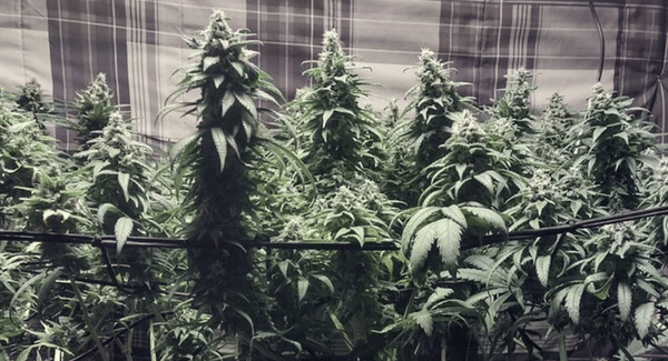 Marijuana plants Week 9 of flowering